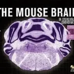 The Mouse Brain in Stereotaxic Coordinates, Compact byFranklin, Keith B.J.; Paxinos, George; Olcsóbb